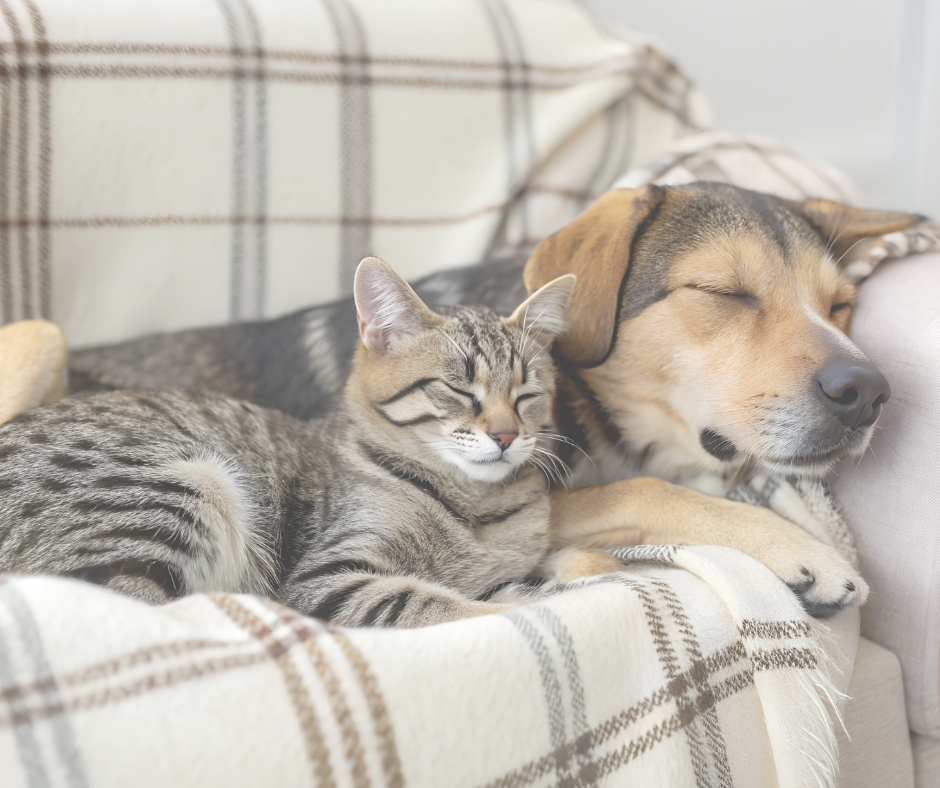 Pet Blankets
