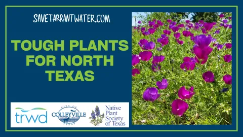 Tough Plants for NTX