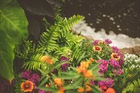 Gardening for Drought