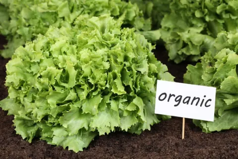 Organic Gardening Pest Control