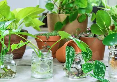 Plants