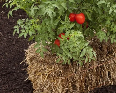 Straw Bale Garden