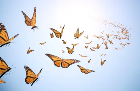 butterfly