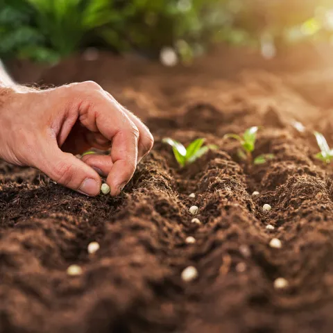 Seed Propagation