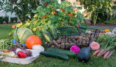 Fall veggie garden