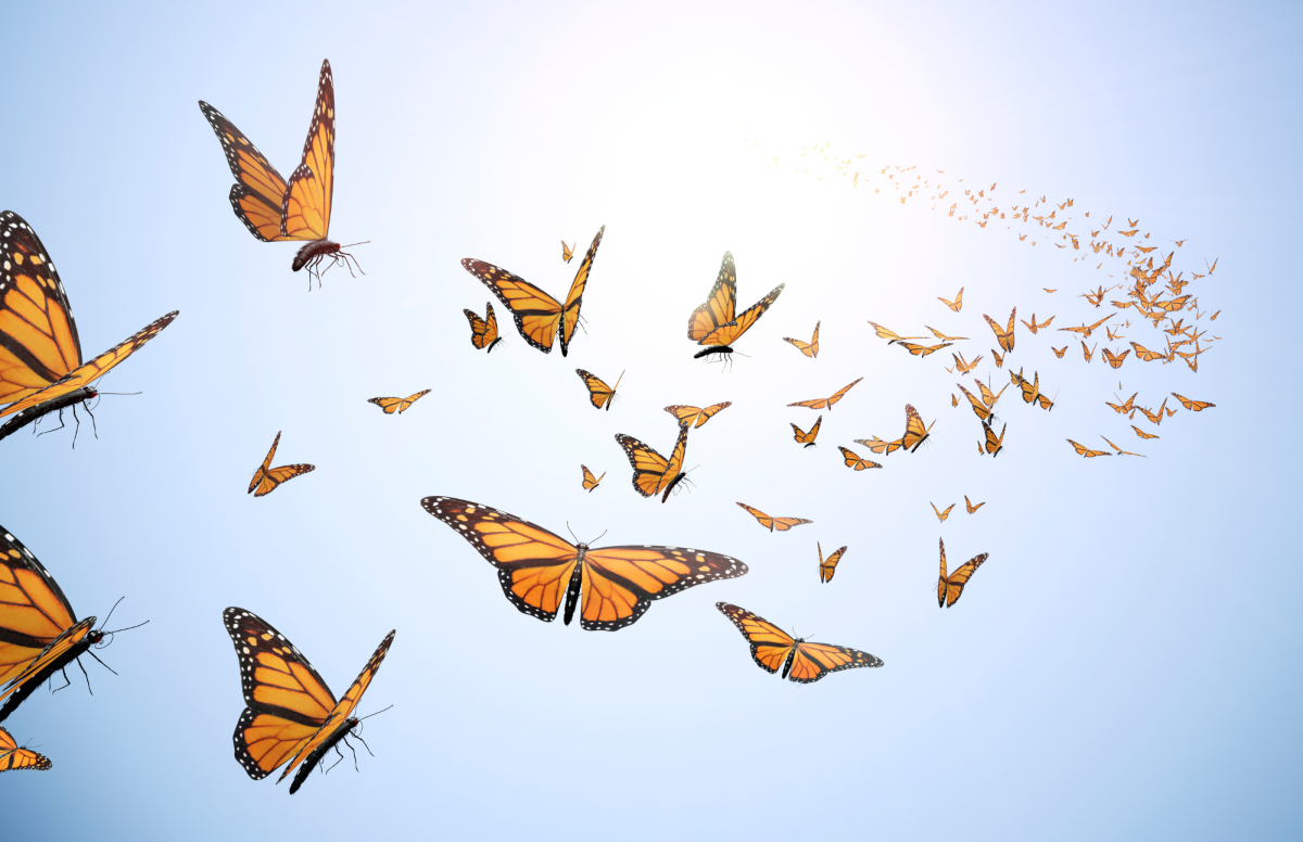 butterfly