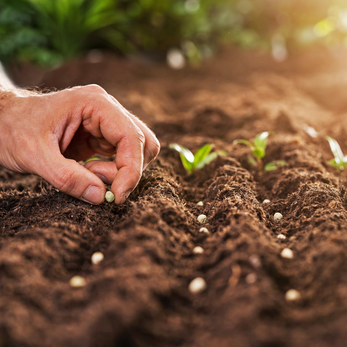 Seed Propagation